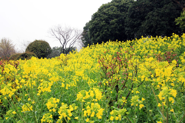 油菜花图片