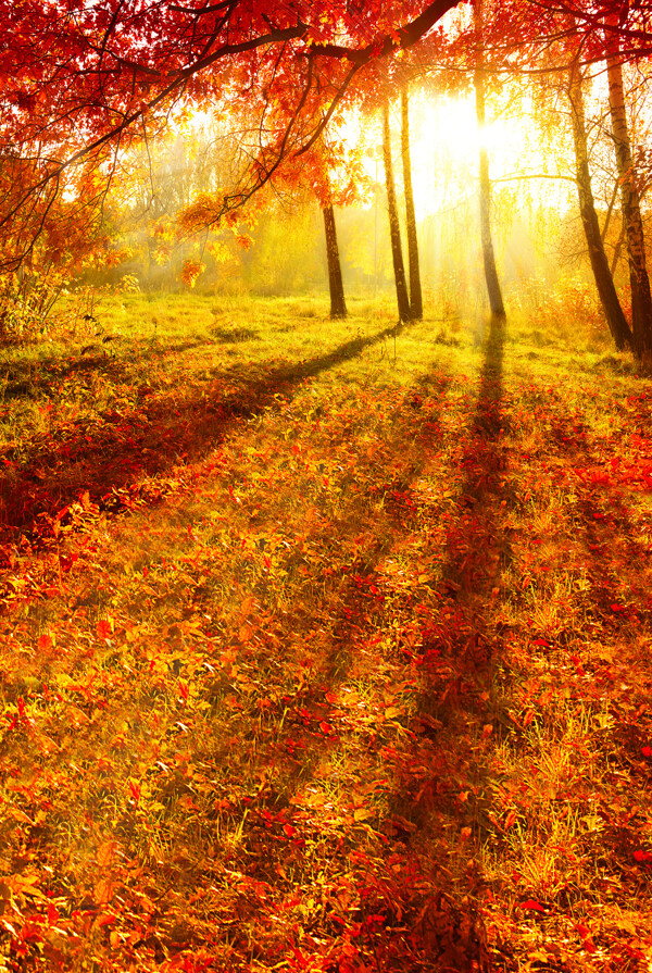 秋天树林自然风景影楼摄影背景图片