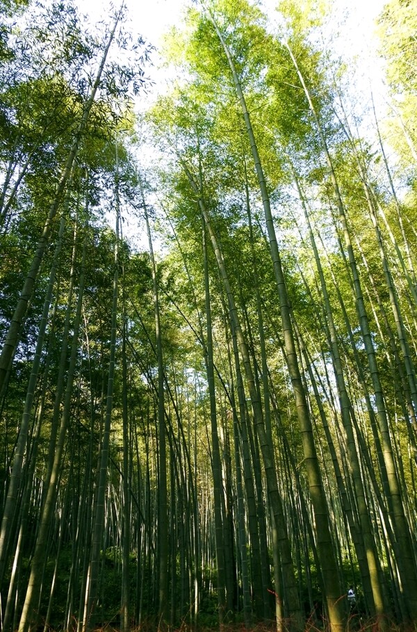 竹子高清大图图片