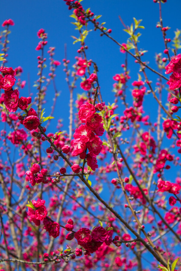 桃花树植物商用摄影
