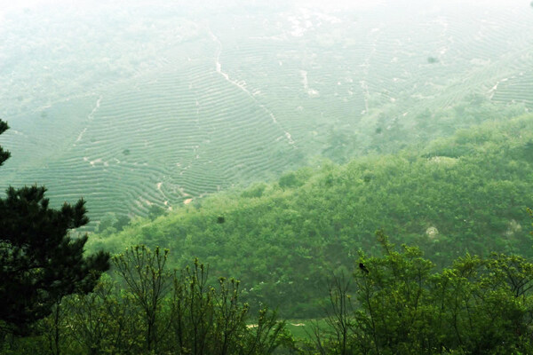 信阳茶山图片