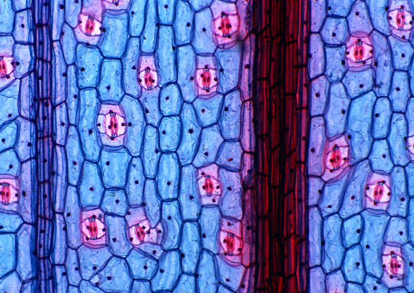 蓝色网格状细胞结晶