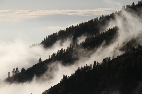 唯美云雾树林风景图片