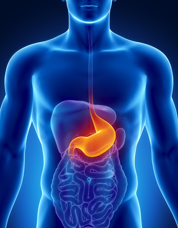 男性肠胃器官图片