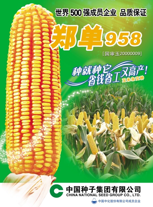 郑单958玉米宣传页图片
