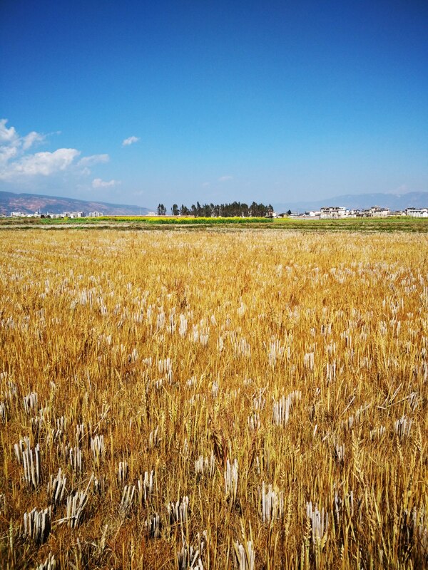 田野