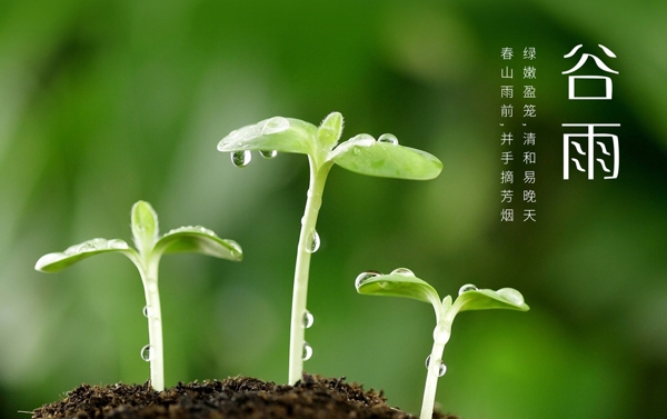 谷雨海报