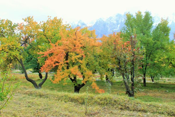 秋多彩叶子森林自然树