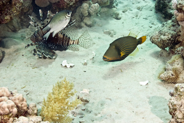 深海观赏鱼图片