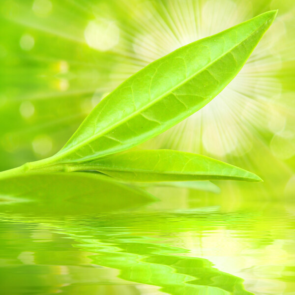 绿芽梦幻光斑背景图片
