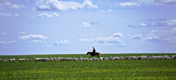 草原风景与羊群图片