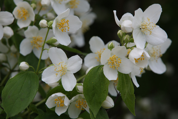 茉莉花