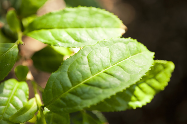 茶灌木茶树