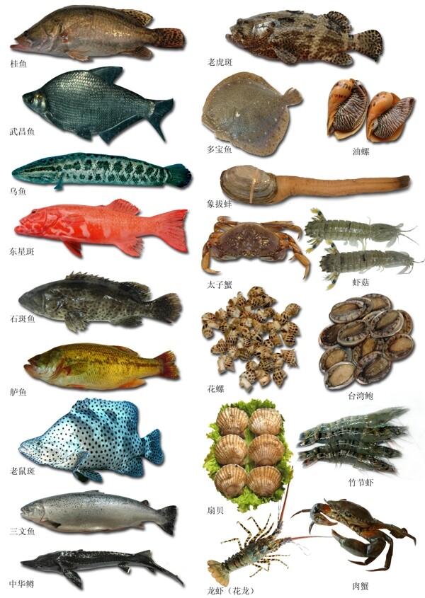 海鲜鱼素材