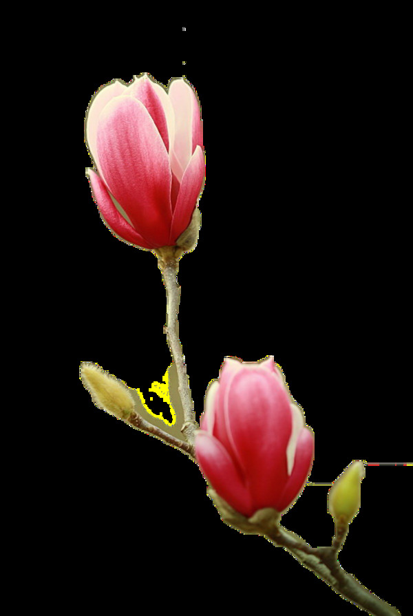 粉红色免扣花朵元素