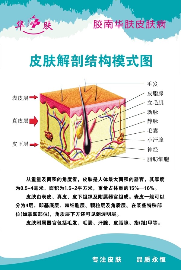 皮肤解剖图PSD图片