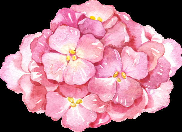 手绘粉色绣球花png透明素材