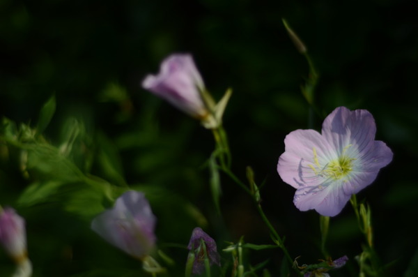 花菱草