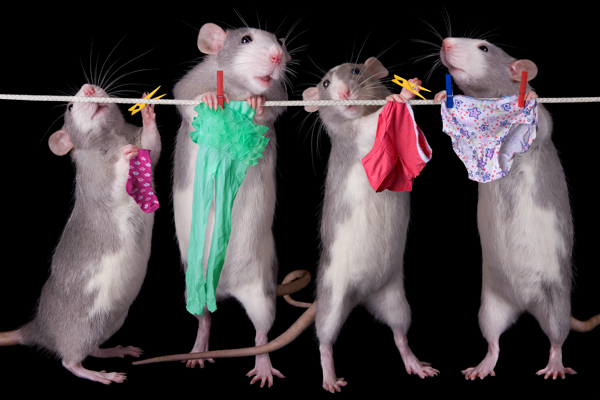 四只小老鼠