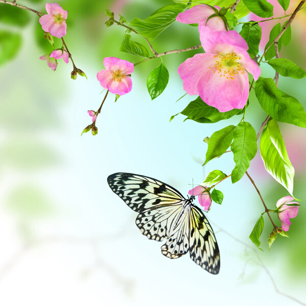 鲜花与蝴蝶浪漫背景图片