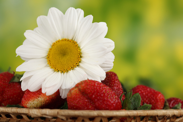 草莓上的白色鲜花
