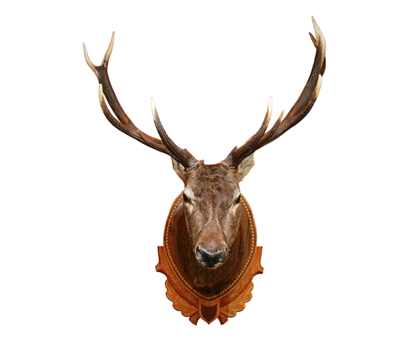麋鹿头装饰图片
