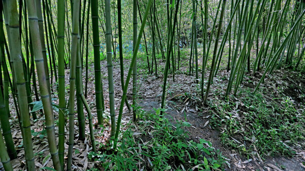 北京紫竹院公园风景