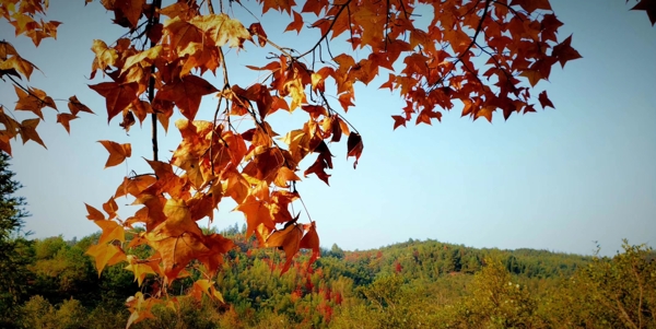 秋叶枝图片