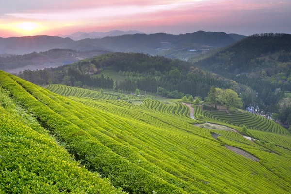 山坡茶山茶园