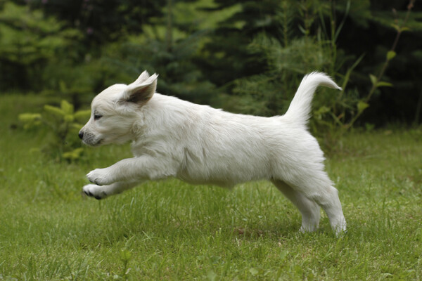 在草地上奔跑的小狗图片