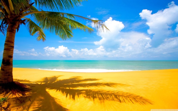 沙滩阳光椰子树