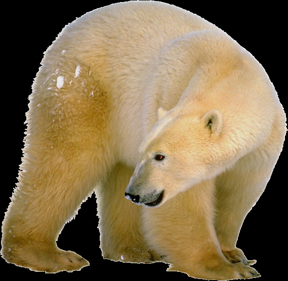 黄色北极熊免抠png透明图层素材