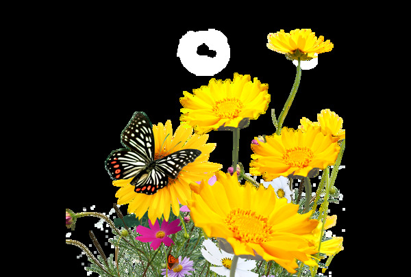 黄色花朵蝴蝶png元素