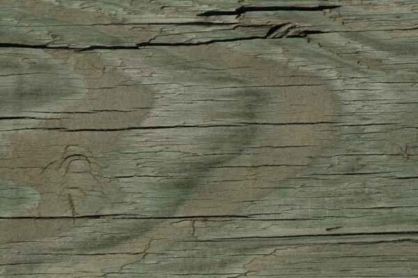木材老木纹质感纹理树