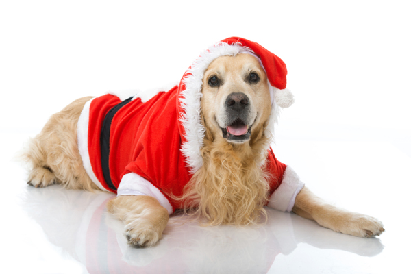 穿着圣诞服的狗图片