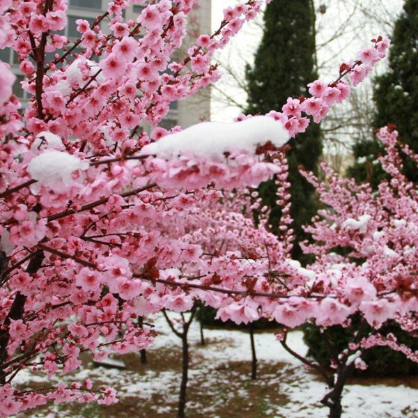 红梅傲雪图片