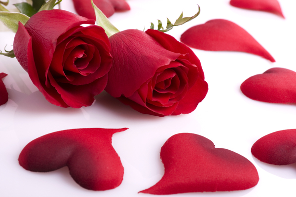 浪漫玫瑰花与花瓣图片