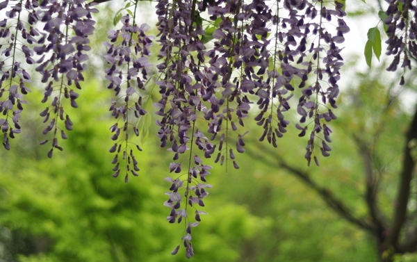 苏州上方山紫藤花