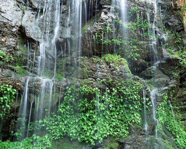 树植物风景水