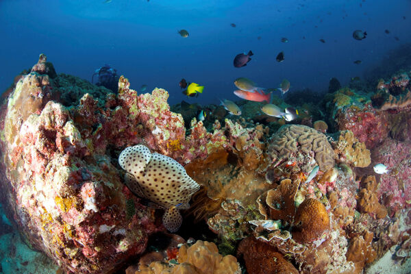 海底珊瑚鱼群
