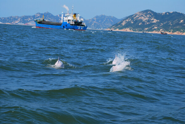 中华白海豚图片