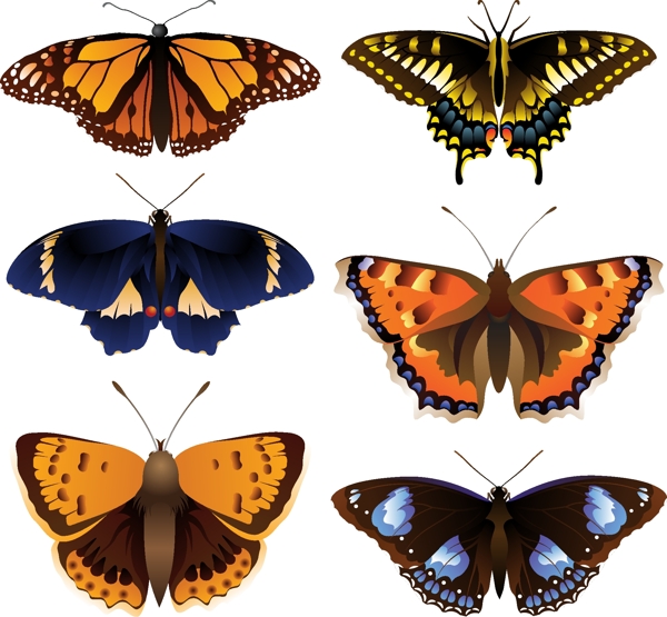 色彩斑斓蝴蝶矢量图AI