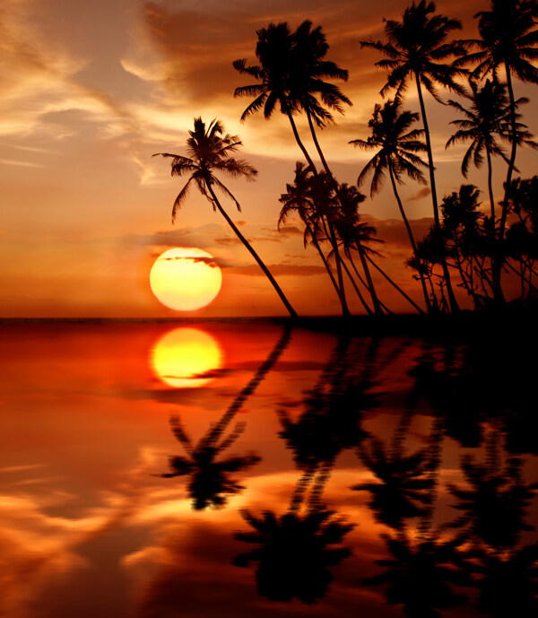 海面上椰子树和太阳倒影图片