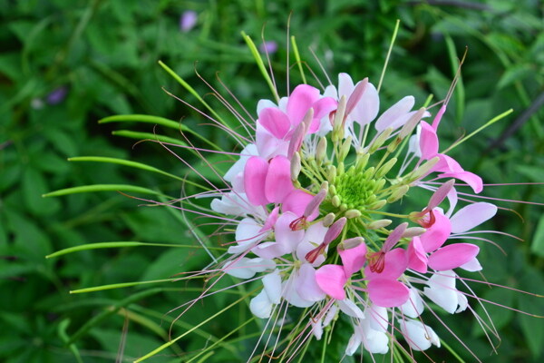 醉蝶花