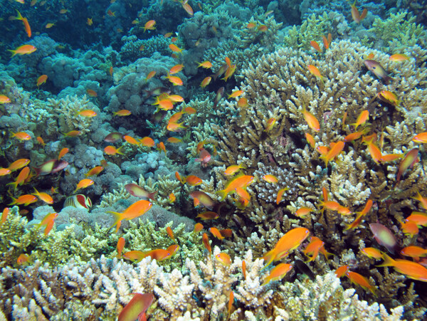 珊瑚鱼摄影图片