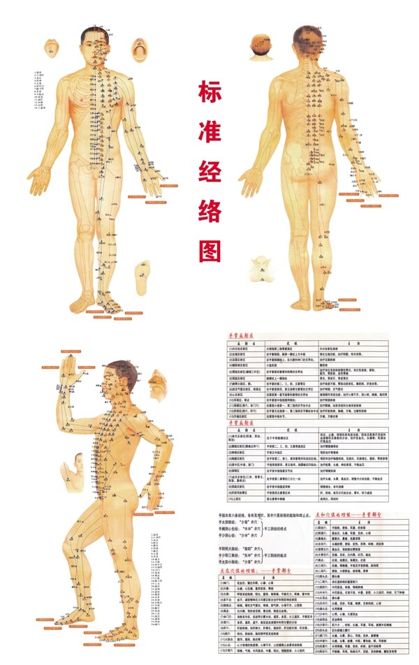 经络图分层不细图片