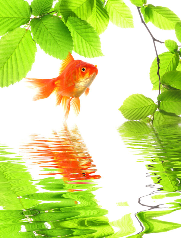 金鱼与绿叶背景图片
