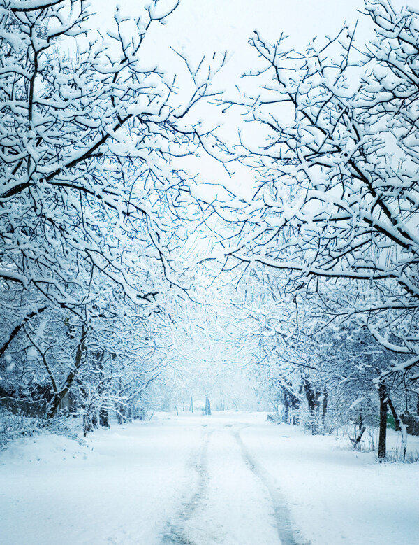冬天树林里的道路