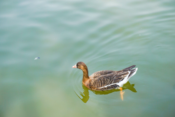 春天池塘里面欢快游泳的鸭子
