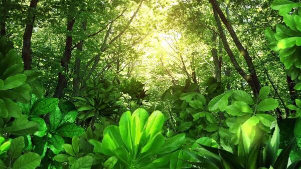 梦幻绿光森林素材背景视频